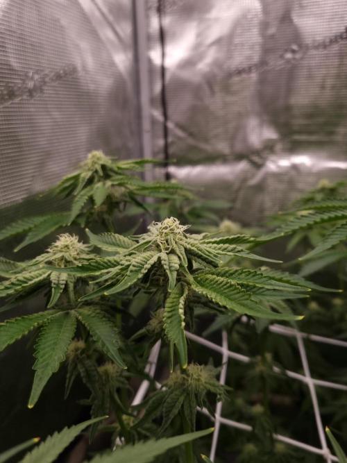 Frozen Nectar HappyPlant420 NFT. Week 9 - Day 21