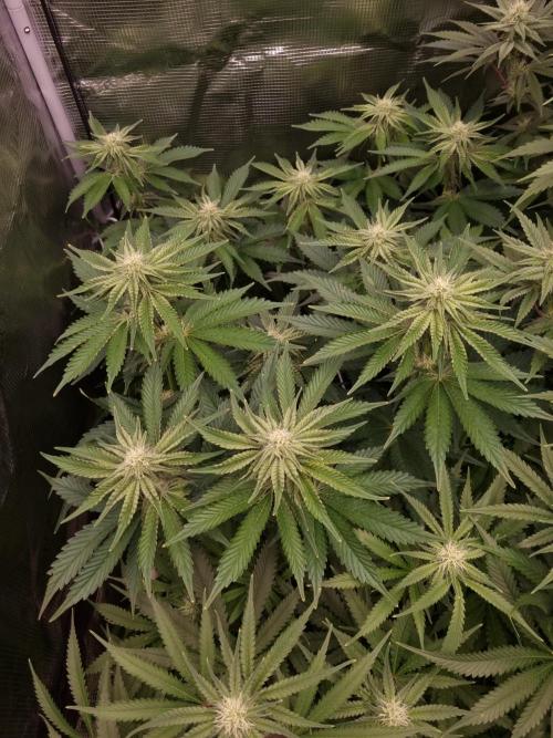 Frozen Nectar HappyPlant420 NFT. Week 9 - Day 21 before defoliation