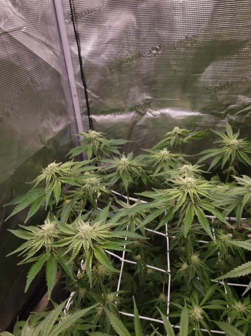 Frozen Nectar HappyPlant420 NFT. Week 9 - Day 21