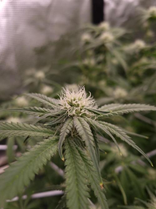 Durian Pie HappyPlant420 NFT. Week 9 - Day 21