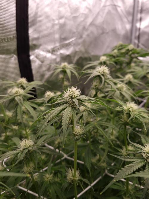 Durian Pie HappyPlant420 NFT. Week 9 - Day 21