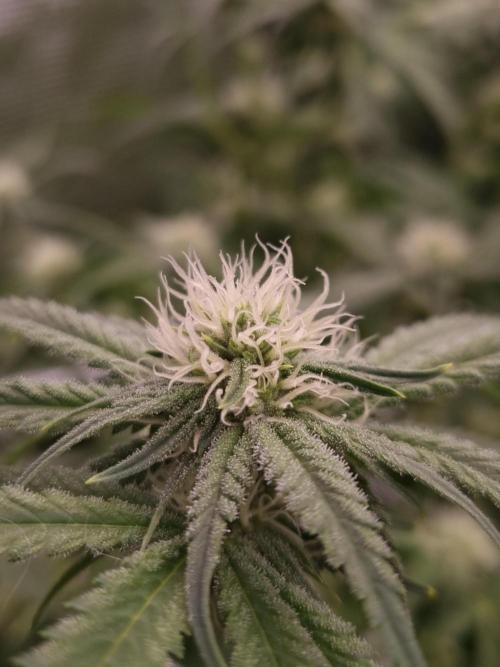Durian Pie HappyPlant420 NFT. Week 9 - Day 21