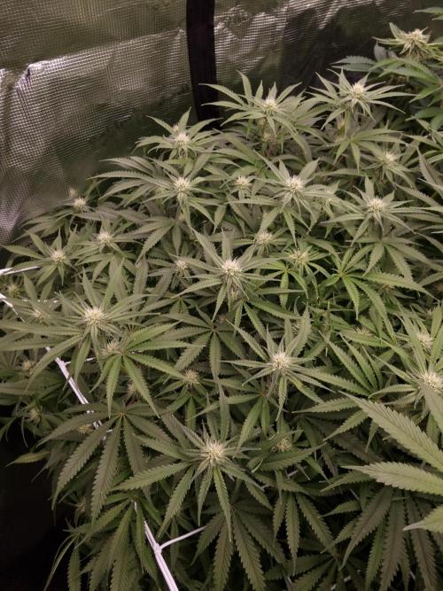 Durian Pie HappyPlant420 NFT. Week 9 - Day 21 before defoliation