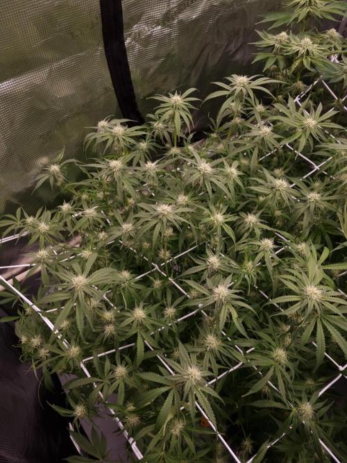 Durian Pie HappyPlant420 NFT. Week 9 - Day 21