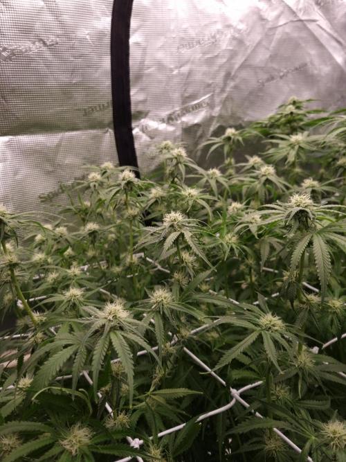 Durian Pie HappyPlant420 NFT. Week 9 - Day 21