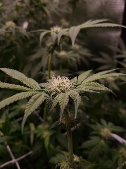 Slush Mint Cake Dutch Passion NFT. Week 9 - Day 21
