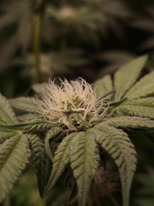 Slush Mint Cake Dutch Passion NFT. Week 9 - Day 21