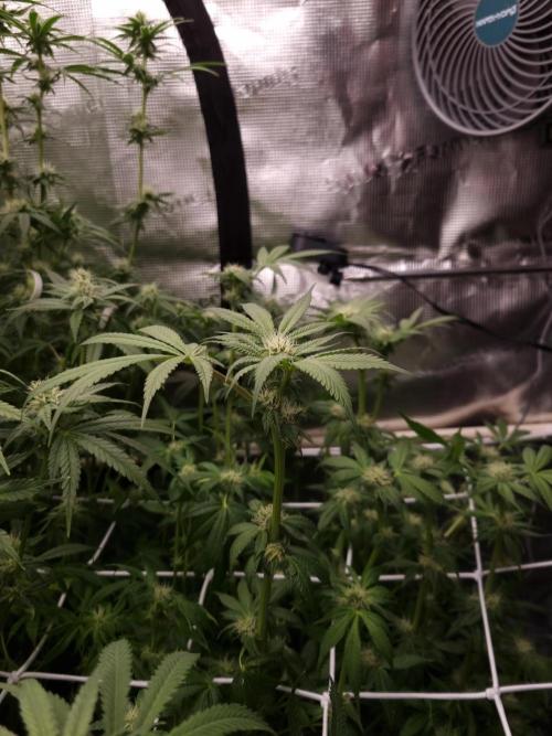 Slush Mint Cake Dutch Passion NFT. Week 9 - Day 21