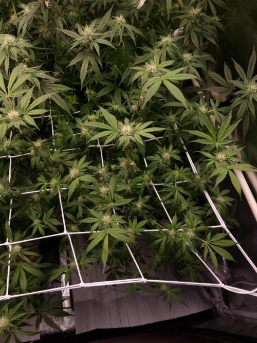 Slush Mint Cake Dutch Passion NFT. Week 9 - Day 21