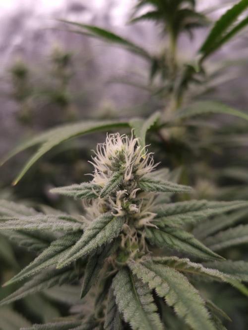 Aladdin Kush Khalifa Genetics NFT. Week 9 - Day 21