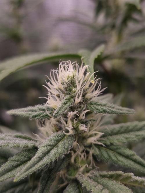 Aladdin Kush Khalifa Genetics NFT. Week 9 - Day 21
