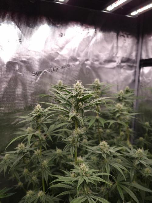 Aladdin Kush Khalifa Genetics NFT. Week 9 - Day 21