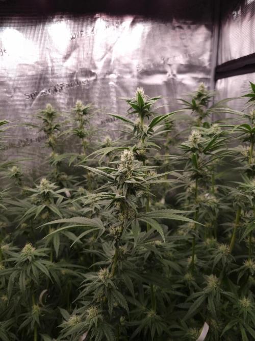 Aladdin Kush Khalifa Genetics NFT. Week 9 - Day 21
