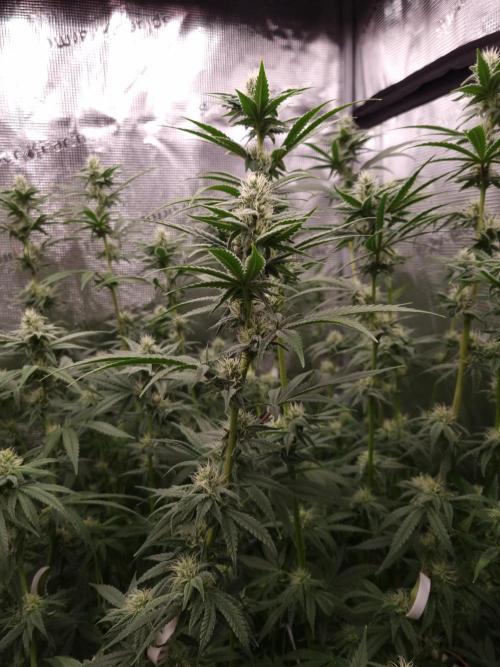 Aladdin Kush Khalifa Genetics NFT. Week 9 - Day 21