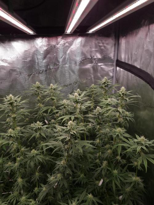 Aladdin Kush Khalifa Genetics NFT. Week 9 - Day 21