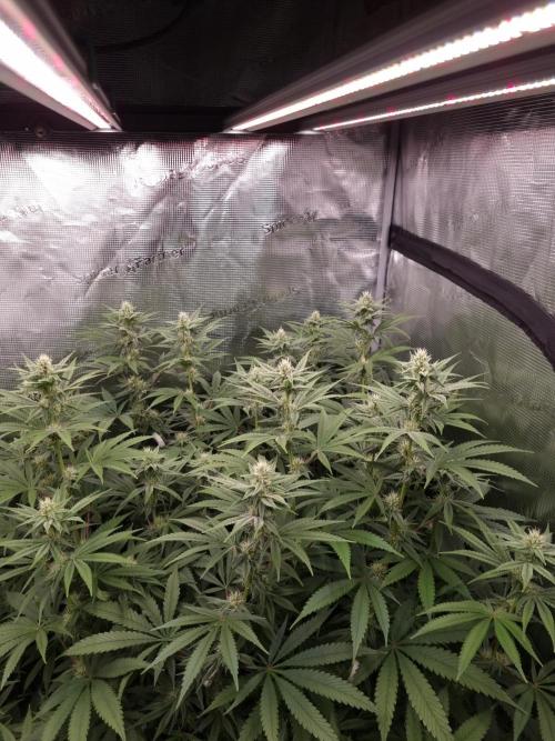 Aladdin Kush. Week 9
