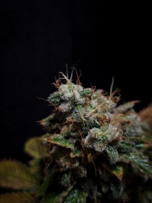 Grandpa Zombie IZI seeds SOIL. Week 14 - Harvest