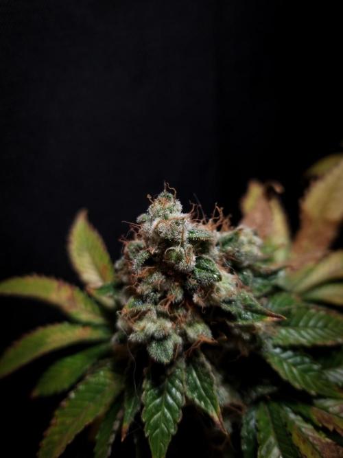 Grandpa Zombie IZI seeds SOIL. Week 14 - Harvest