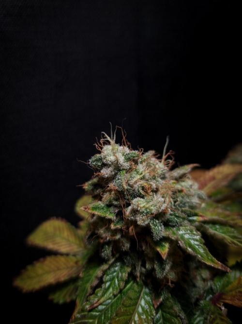 Grandpa Zombie IZI seeds SOIL. Week 14 - Harvest