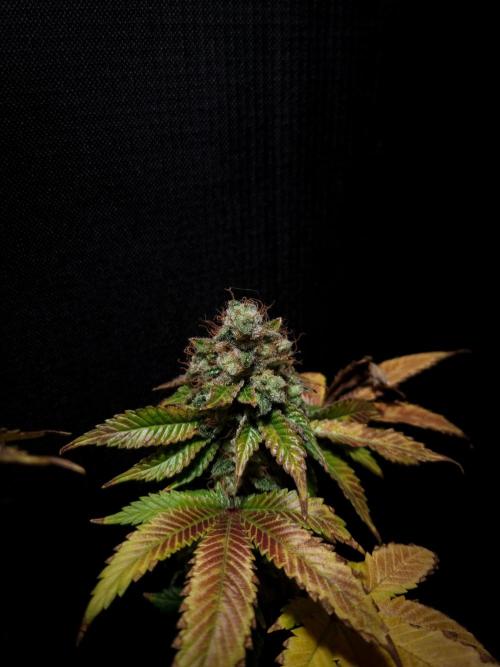 Grandpa Zombie IZI seeds SOIL. Week 14 - Harvest