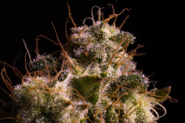 Grandpa Zombie IZI seeds SOIL. Week 14 - Harvest