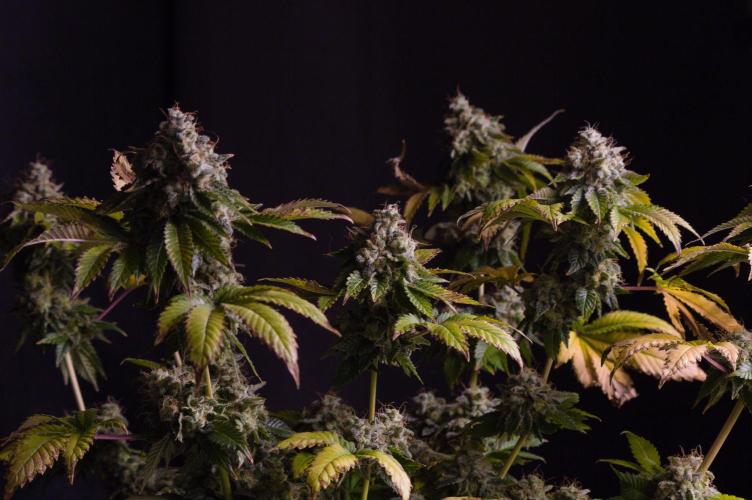 Grandpa Zombie IZI seeds SOIL. Week 14 - Harvest