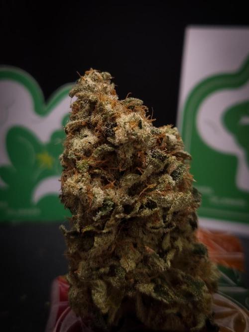 Grandpa Zombie IZI seeds SOIL. Week 14 - Dry