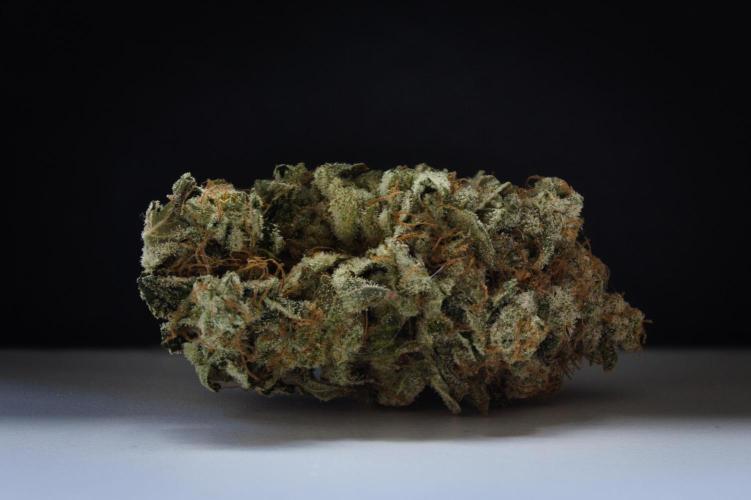 Grandpa Zombie IZI seeds SOIL. Week 14 - Dry