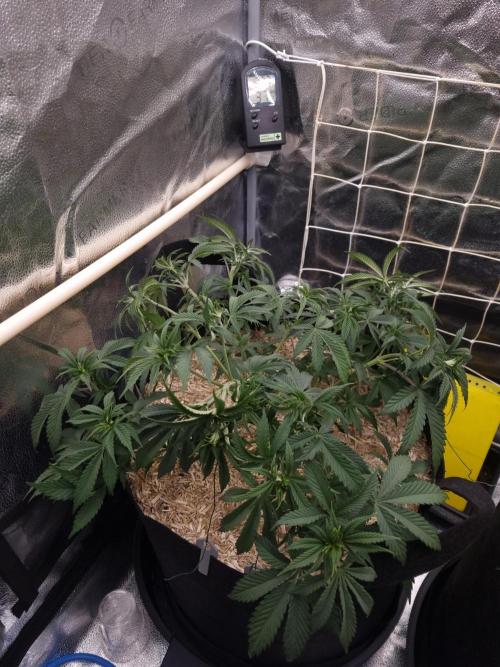 Sour Fruit Tartare Dutch Passion SOIL. Week 6 - Day 38