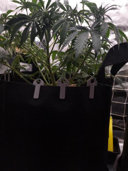 Sour Fruit Tartare Dutch Passion SOIL. Week 6 - Day 38