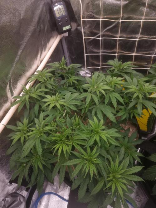 Sour Fruit Tartare Dutch Passion SOIL. Week 6 - Day 42