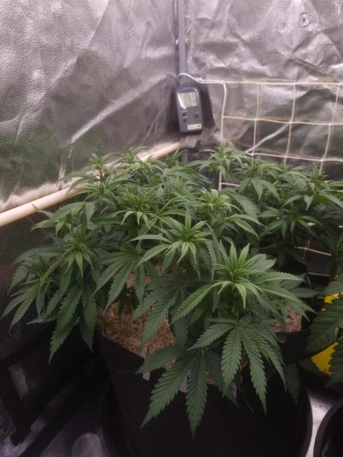 Sour Fruit Tartare Dutch Passion SOIL. Week 6 - Day 42