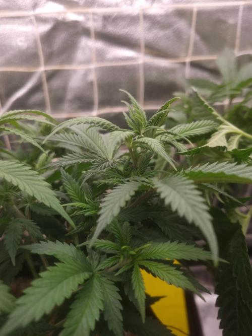 Sour Fruit Tartare Dutch Passion SOIL. Week 6 - Day 42