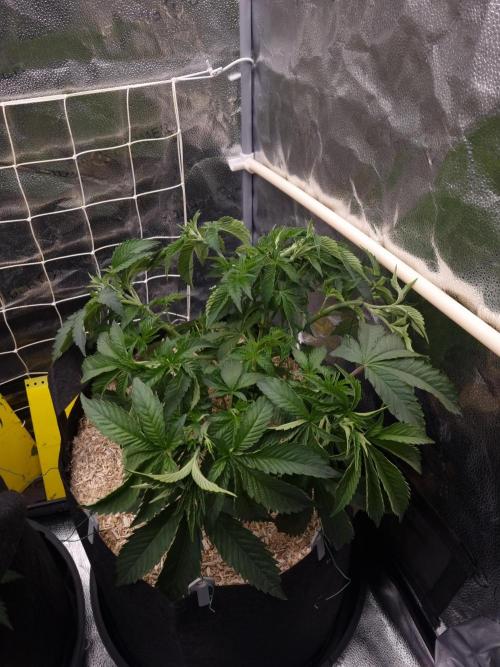 Cali Tings Wizard Trees SOIL. Week 6 - Day 38