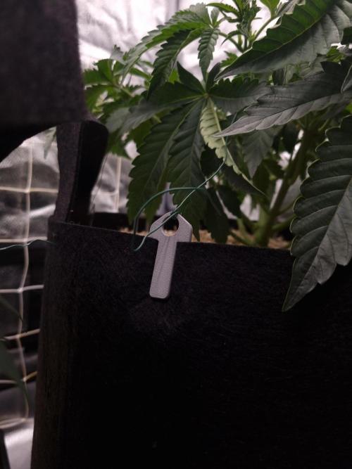 Cali Tings Wizard Trees SOIL. Week 6 - Day 38