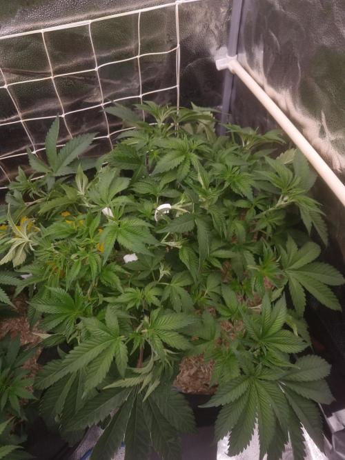 Cali Tings Wizard Trees SOIL. Week 6 - Day 42