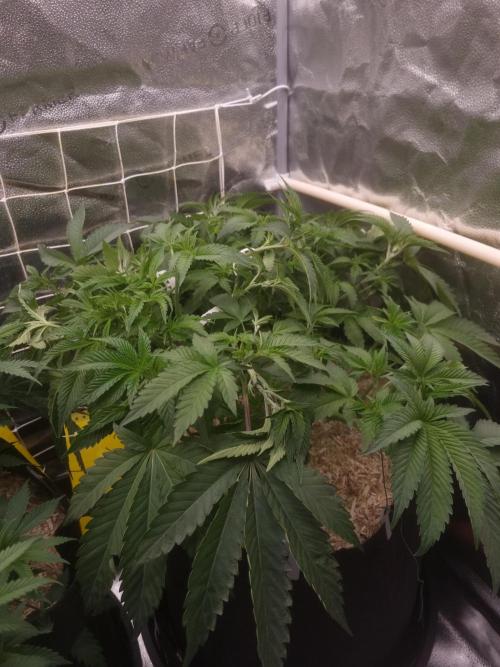 Cali Tings Wizard Trees SOIL. Week 6 - Day 42