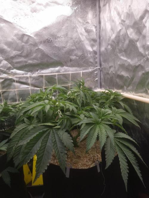Cali Tings Wizard Trees SOIL. Week 6 - Day 42