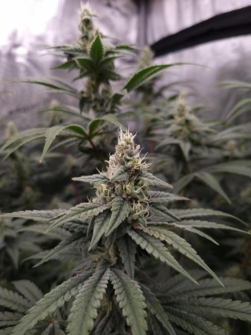 Aladdin Kush Khalifa Genetics NFT. Week 10 - Day 28