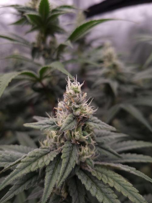 Aladdin Kush Khalifa Genetics NFT. Week 10 - Day 28