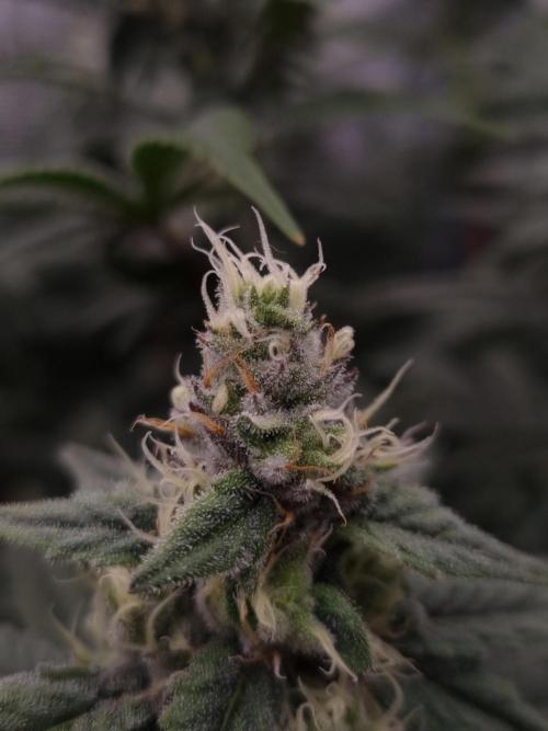 Aladdin Kush Khalifa Genetics NFT. Week 10 - Day 28