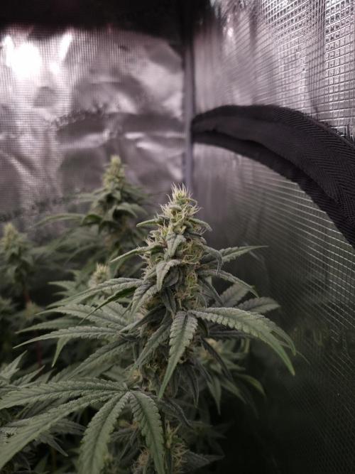 Aladdin Kush Khalifa Genetics NFT. Week 10 - Day 28