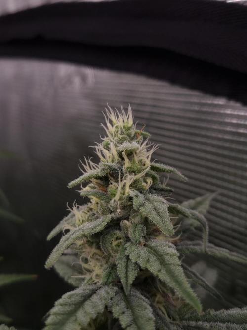 Aladdin Kush Khalifa Genetics NFT. Week 10 - Day 28