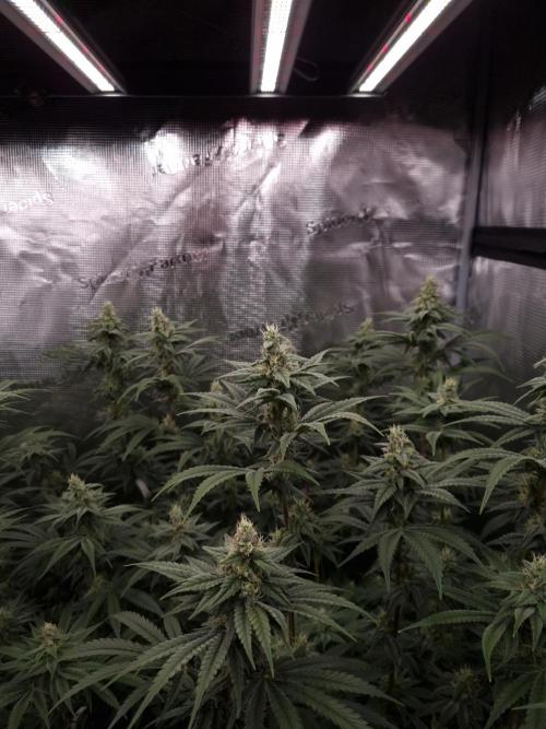 Aladdin Kush. Week 10