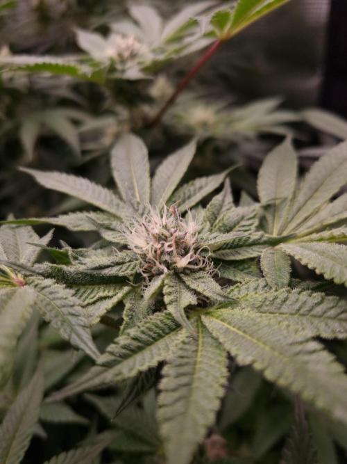 Slush Mint Cake Dutch Passion NFT. Week 10 - Day 28