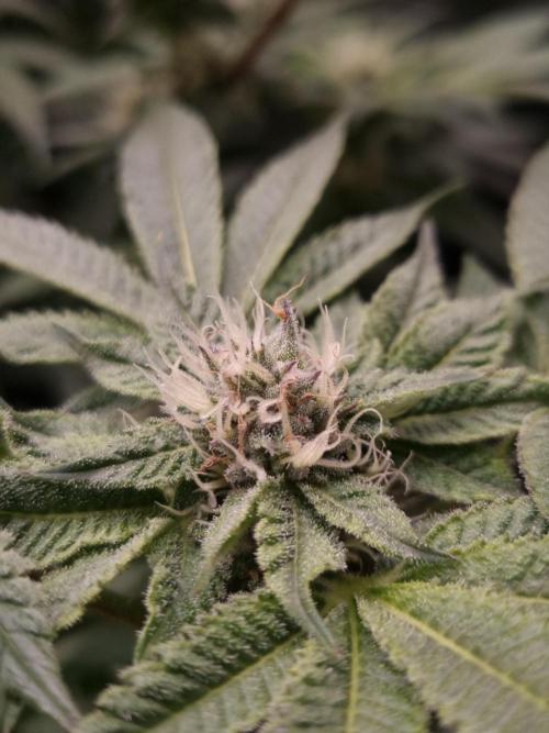 Slush Mint Cake Dutch Passion NFT. Week 10 - Day 28