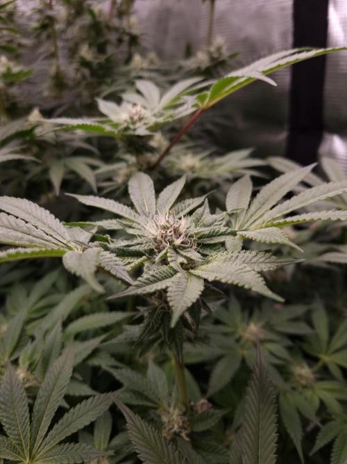 Slush Mint Cake Dutch Passion NFT. Week 10 - Day 28