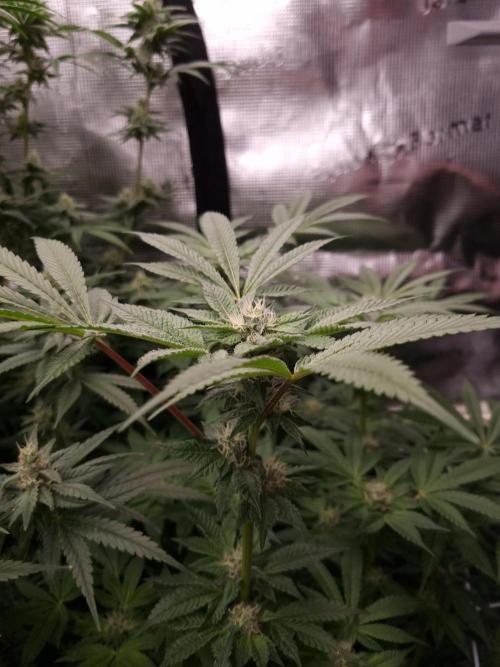 Slush Mint Cake Dutch Passion NFT. Week 10 - Day 28