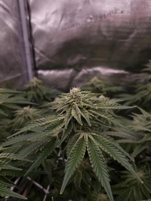 Frozen Nectar HappyPlant420 NFT. Week 10 - Day 28