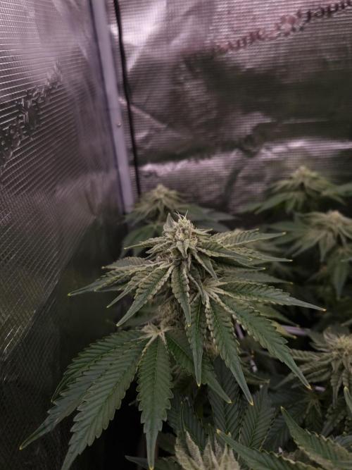Frozen Nectar HappyPlant420 NFT. Week 10 - Day 28